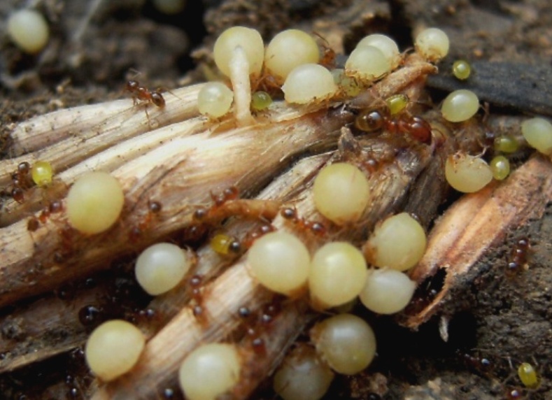 Omotteri allevati dalle formiche Pheidole